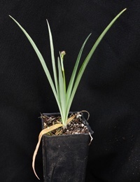 Pale Vanilla-lily four months seedling image.