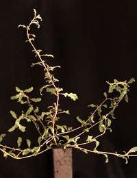 Climbing Saltbush four months seedling image.