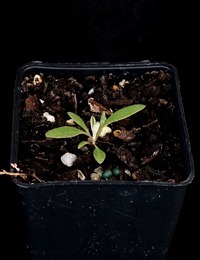 Climbing Saltbush germination seedling image.