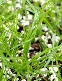 Rytidosperma geniculatum (previously known as Kneed Wallaby-grass) two month seedling image.