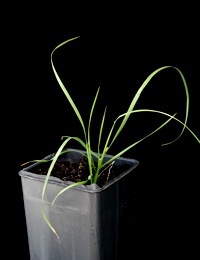 Rytidosperma racemosum (previously known as  Slender Wallaby-grass) two month seedling image.