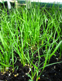 Rytidosperma fulvum  (previously known as Copper-awned Wallaby-grass) two month seedling image.