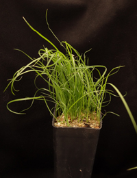 Rytidosperma setaceum (previously known as Small-flowered Wallaby-grass,  Bristly Wallaby-grass) four months seedling image.