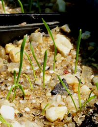 Rytidosperma setaceum (previously known as Small-flowered Wallaby-grass,  Bristly Wallaby-grass) germination seedling image.