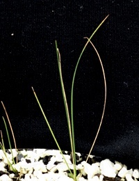 Kneed Spear-grass two month seedling image.