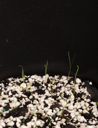 Feather Speargrass germination seedling image.