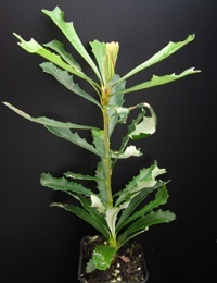 Silver Banksia six months seedling image.