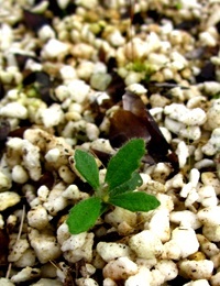 Silver Banksia germination seedling image.