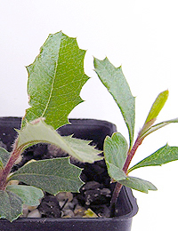 Coast Banksia two month seedling image.