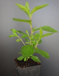 Common Apple-berry, Hairy Apple-berry, Apple Dumpling four months seedling image.