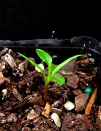 Common Apple-berry, Hairy Apple-berry, Apple Dumpling germination seedling image.