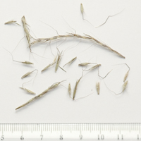 Seedling-Bothriochloa-macra-Red-legged-grass-seed-6.jpg