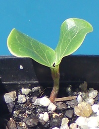 Kurrajong germination seedling image.