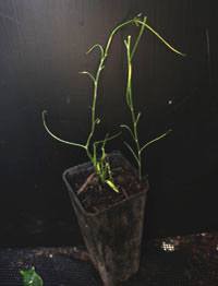 Basalt Daisy, Swamp Daisy (now known as Brachyscome paludicola) two month seedling image.