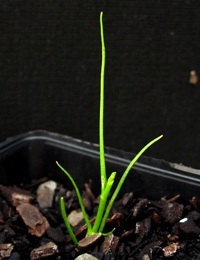 Basalt Daisy, Swamp Daisy (now known as Brachyscome paludicola) germination seedling image.