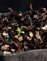 Tall Daisy germination seedling image.