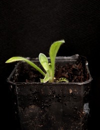 Blue Pincushion two month seedling image.