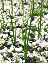 Bulbine Lily two month seedling image.