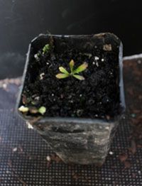 Sweet Bursaria, Blackthorn germination seedling image.