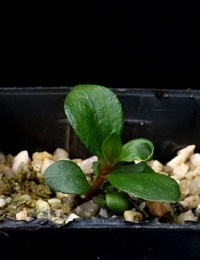 Crimson Bottlebrush two month seedling image.