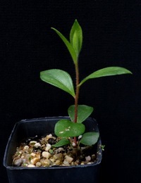 Crimson Bottlebrush four months seedling image.