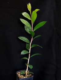 Crimson Bottlebrush six months seedling image.