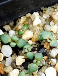 Crimson Bottlebrush germination seedling image.