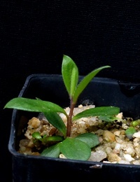 C. rugulosus (previously known as Scarlet Bottlebrush) two month seedling image.