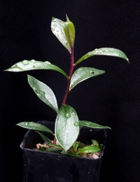 C. rugulosus (previously known as Scarlet Bottlebrush) four months seedling image.