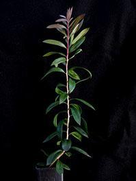 C. rugulosus (previously known as Scarlet Bottlebrush) six months seedling image.