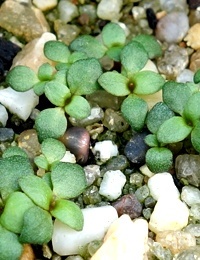 C. rugulosus (previously known as Scarlet Bottlebrush) germination seedling image.