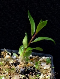 Scarlet Bottlebrush (previously known as C. macropunctatus) two month seedling image.