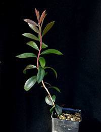 Scarlet Bottlebrush (previously known as C. macropunctatus) six months seedling image.