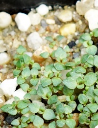 Scarlet Bottlebrush (previously known as C. macropunctatus) germination seedling image.