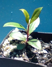 C. sieberi (previously known as River Bottlebrush) two month seedling image.