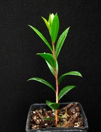 C. sieberi (previously known as River Bottlebrush) four months seedling image.