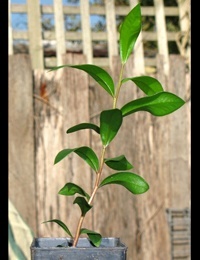 C. sieberi (previously known as River Bottlebrush) six months seedling image.