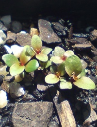 C. sieberi (previously known as River Bottlebrush) germination seedling image.