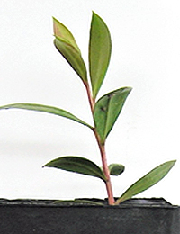 Lemon Bottlebrush two month seedling image.