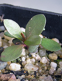 Lemon Bottlebrush germination seedling image.