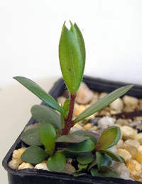 Alpine Bottlebrush germination seedling image.