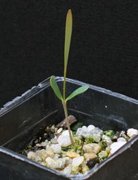 Milky Beauty-heads germination seedling image.