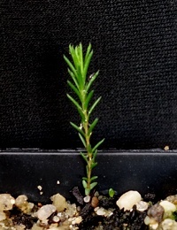 Common Fringe Myrtle two month seedling image.