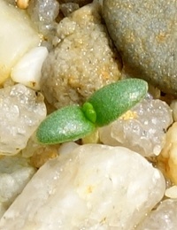 Common Fringe Myrtle germination seedling image.