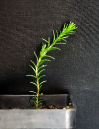 Common Fringe Myrtle four months seedling image.