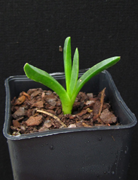 Inland Pigface four months seedling image.