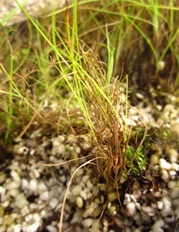 Knob Sedge two month seedling image.