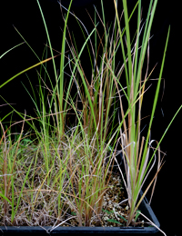 Tassel Sedge six months seedling image.