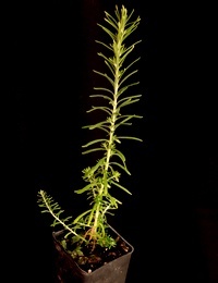 Dogwood,  Common Cassinia, Dolly Bush four months seedling image.