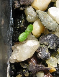 Dogwood,  Common Cassinia, Dolly Bush germination seedling image.